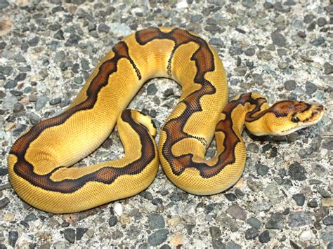 ball python enchi|enchi clown ball python.